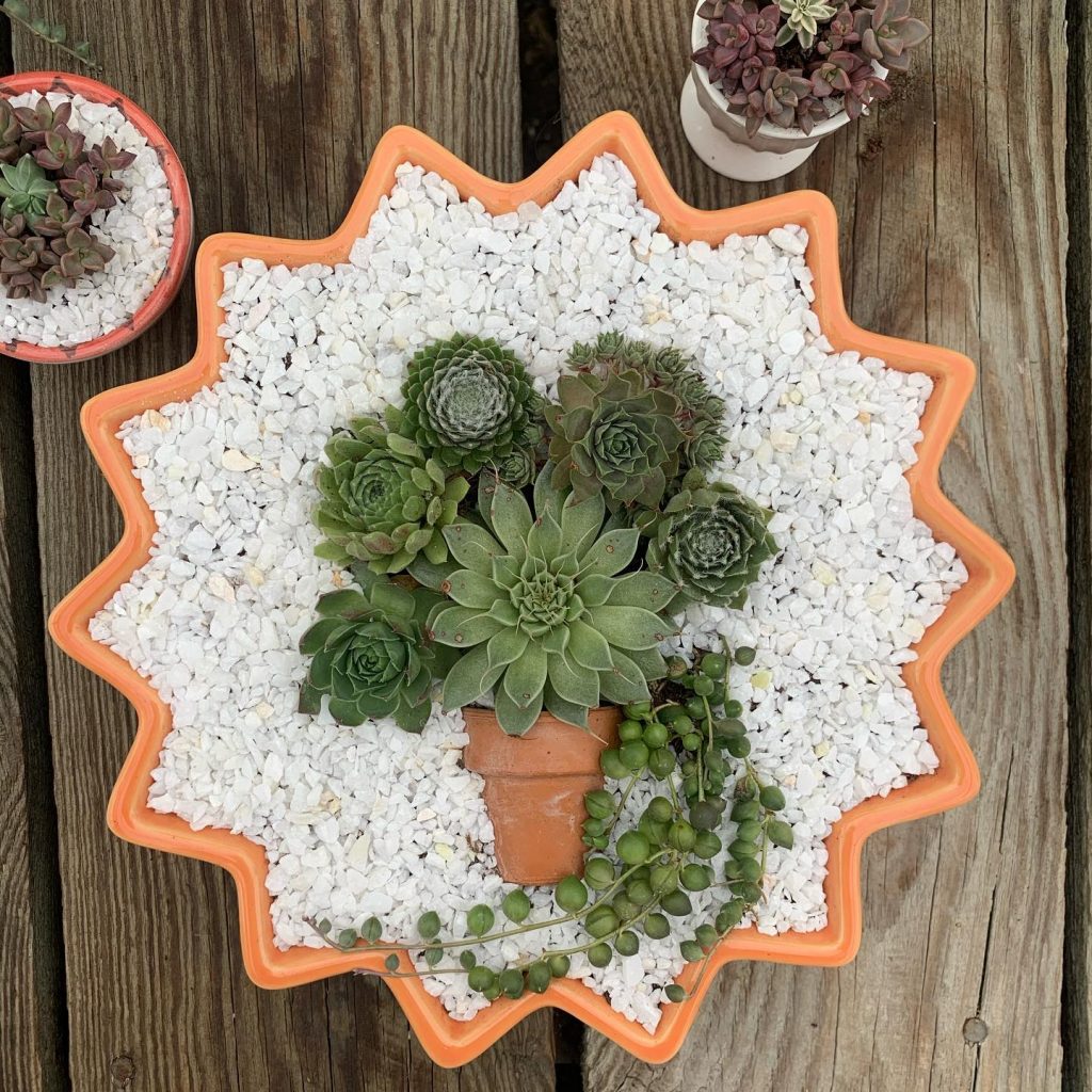 Small Business Spotlight Wallkill Greenhouse Wallkill Valley Federal