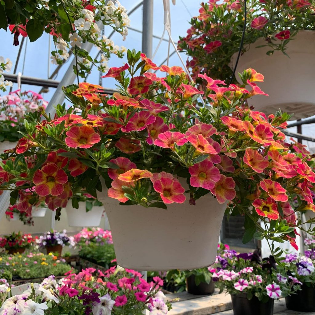 Small Business Spotlight Wallkill Greenhouse Wallkill Valley Federal