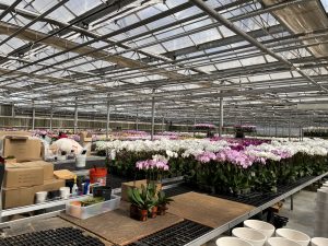 orchid greenhouse