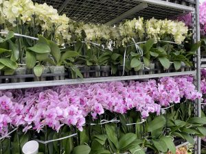 orchids on shelf