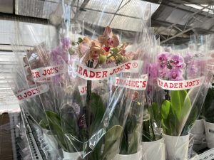 orchids for trader joes
